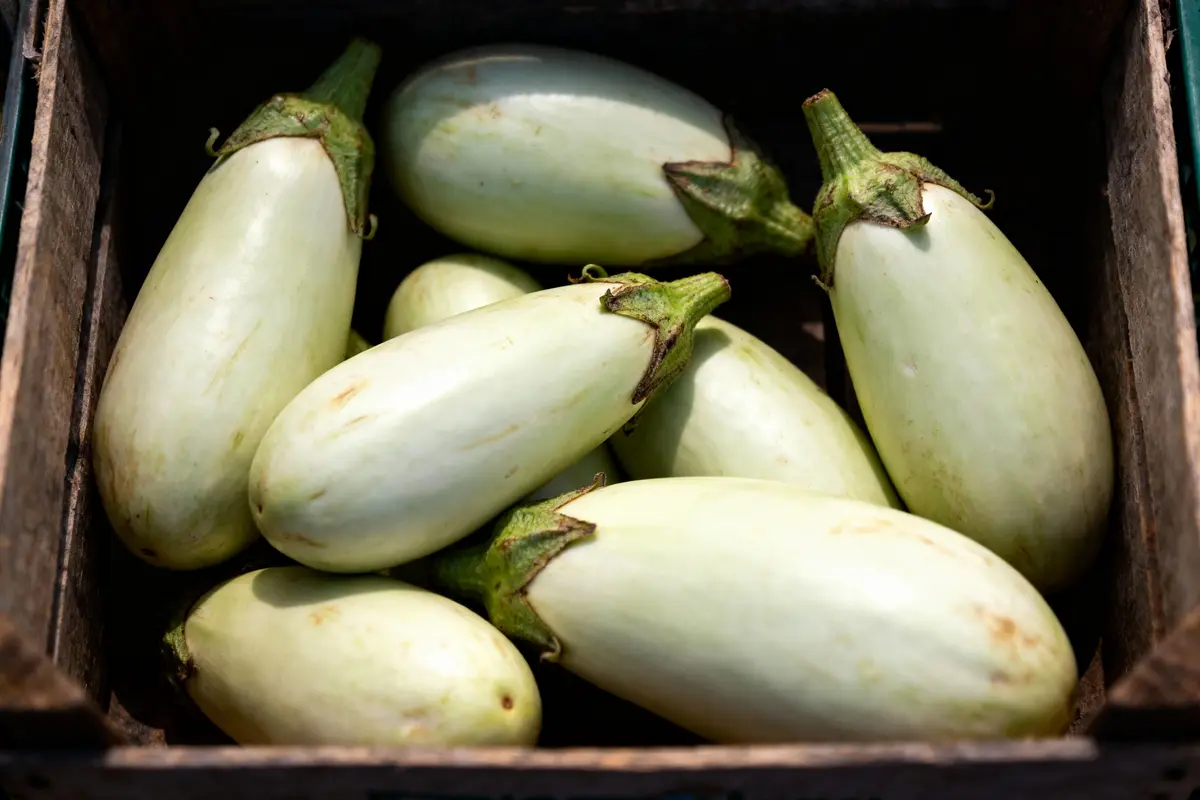 Aubergines blanches dans une caisse en bois, exposées à la lumière naturelle.