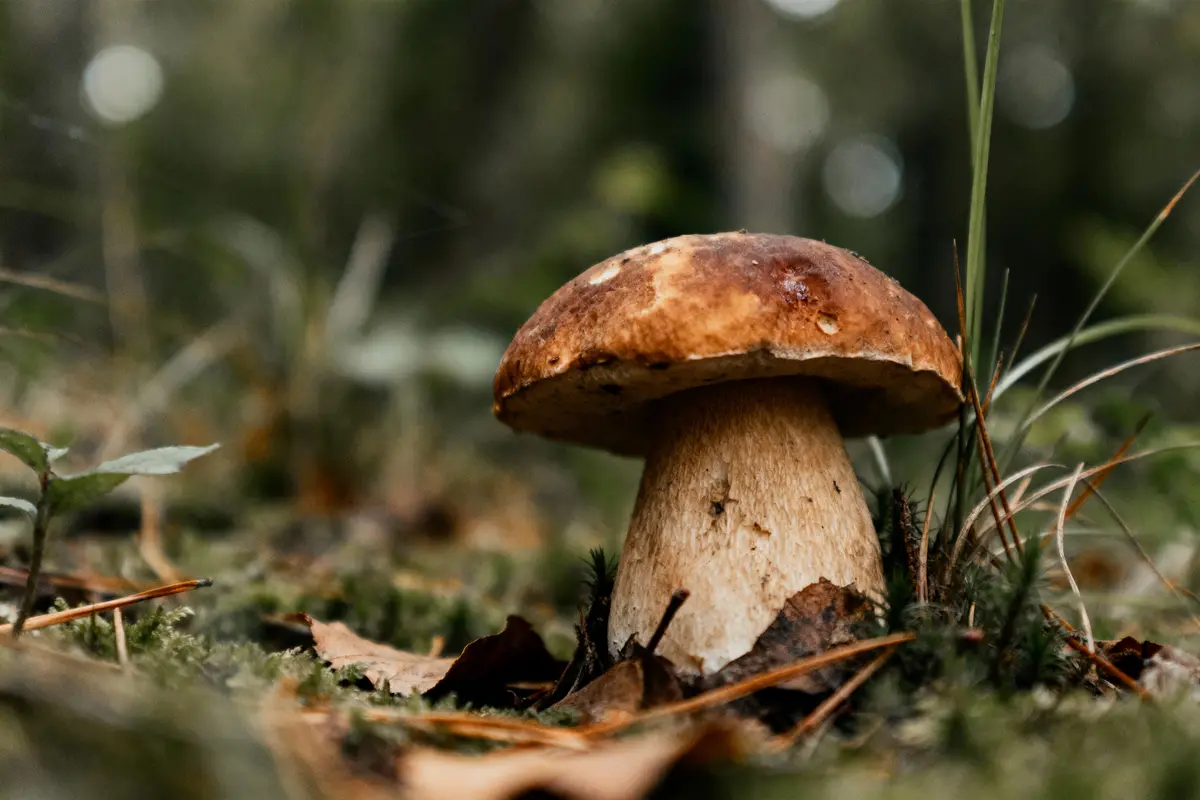 Champignon bolet pousse dans une forêt, entouré de feuilles et de mousse avec un arrière-plan flou.