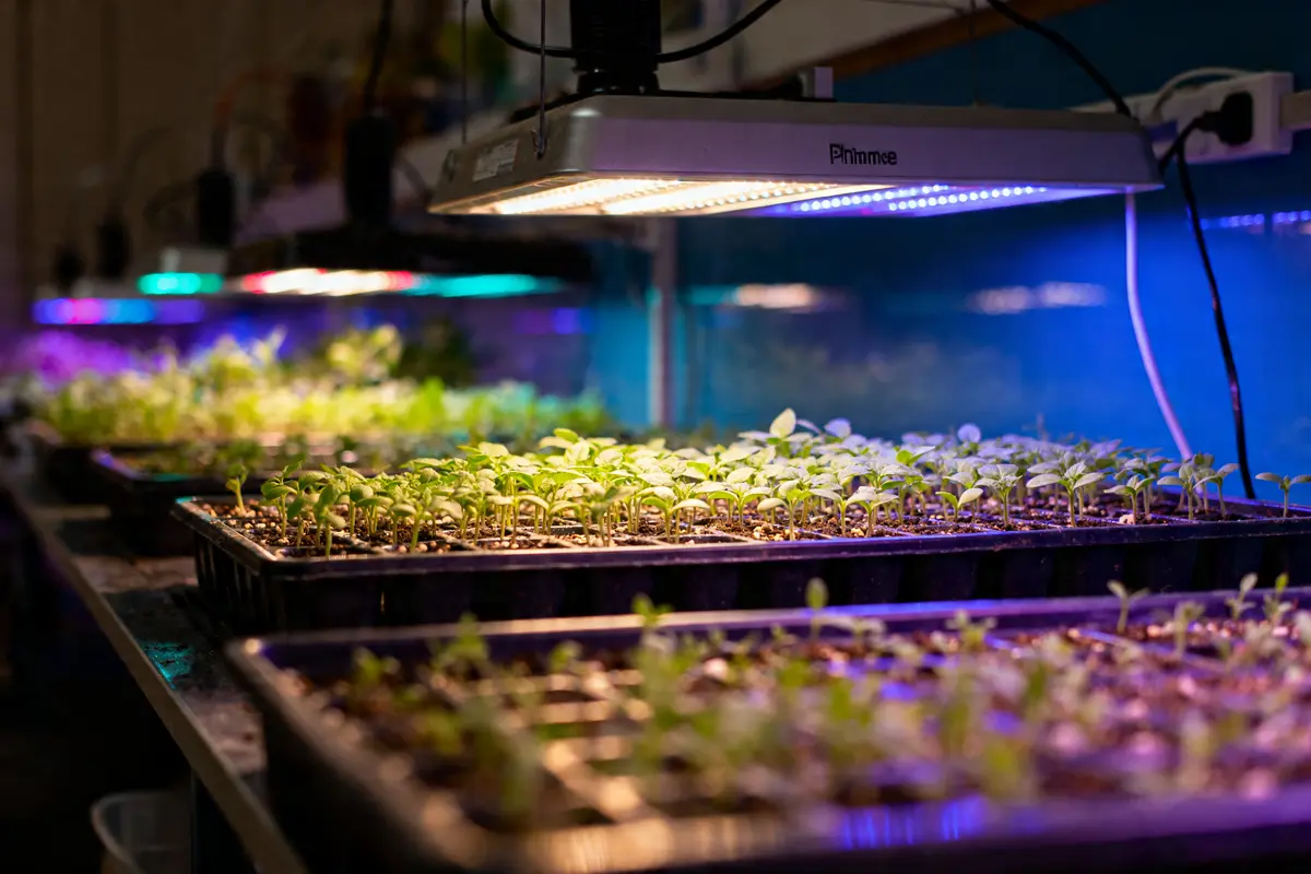 Jeunes pousses sous lampes UV indiquant 10 minutes d'uv correspond à combien de temps au soleil