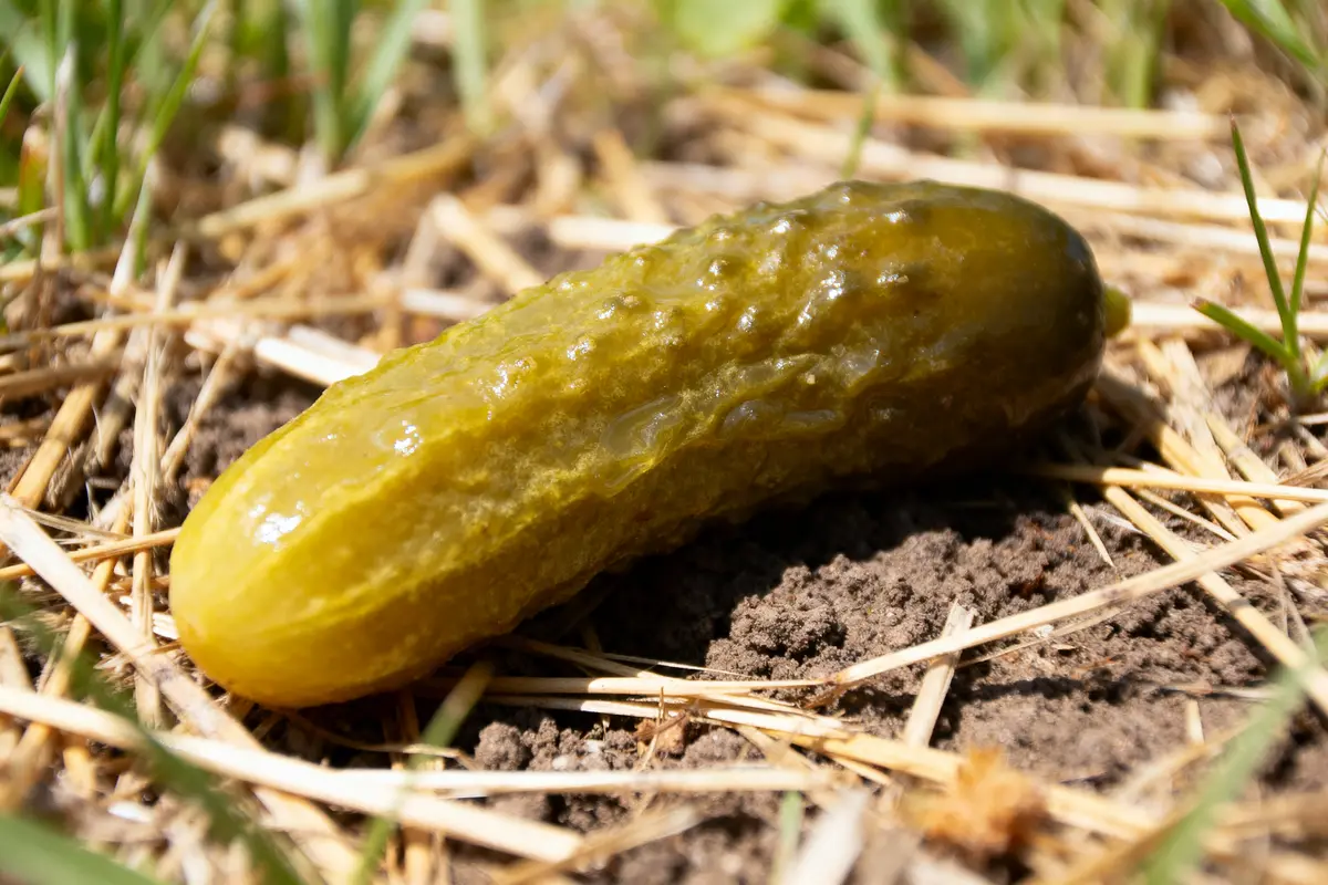 Cornichon vert sur sol terreux, herbe sèche autour. Ensoleillé.