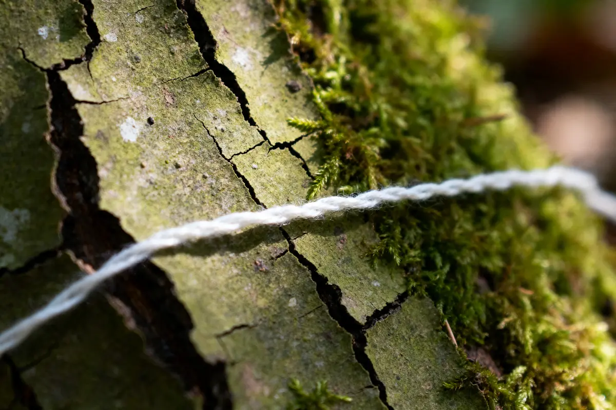 Fil résorbable blanc sur écorce craquelée recouverte de mousse verte